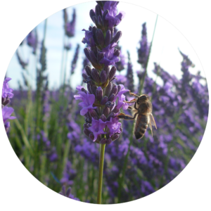 abeilles et lavandes - plateau de valensole