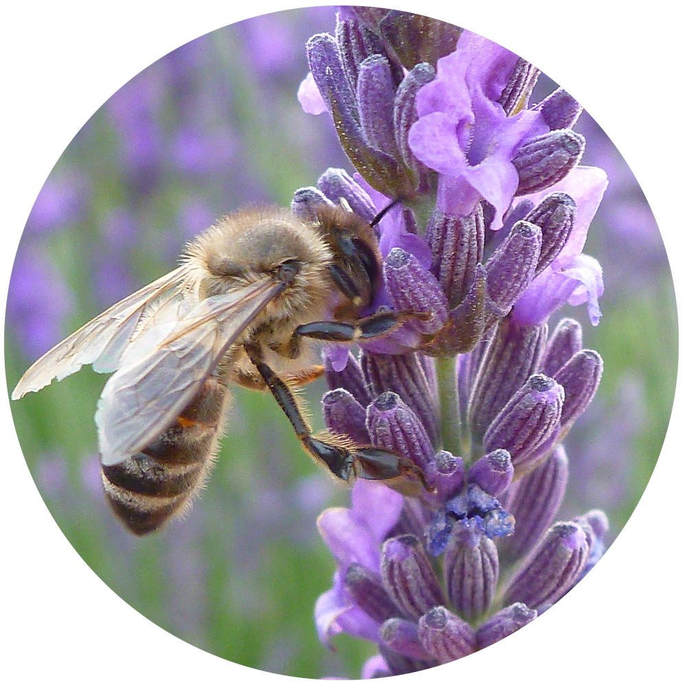 abeilles et lavandes - plateau de valensole - bulle d'eau dace